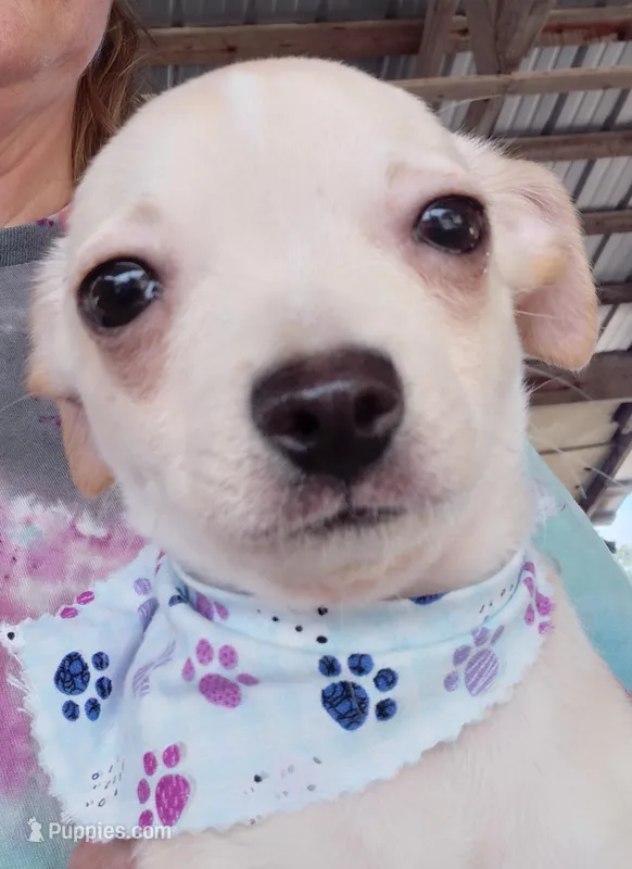 kyle – Chihuahua puppy for sale in Spring Hill, FL