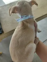 kyle, a male Chihuahua for sale in Spring Hill, FL – Photo 2 of 2