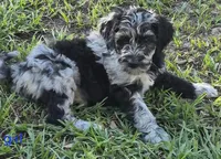Miranda, a female Aussiedoodle for sale in Spring Hill, FL – 1 of 1