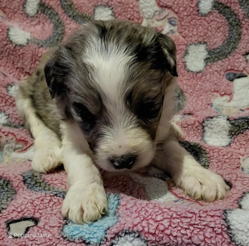 katie – Aussiedoodle puppy for sale in Spring Hill, FL