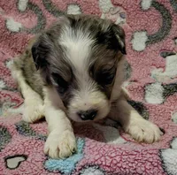 katie, a female Aussiedoodle for sale in Spring Hill, FL – 2 of 3