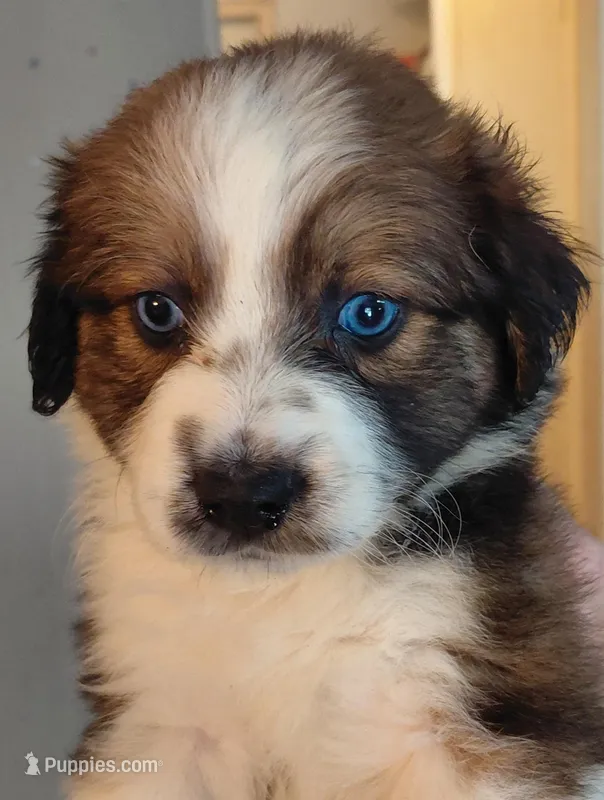 katie – Aussiedoodle puppy for sale in Spring Hill, FL