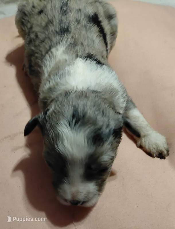 katie – Aussiedoodle puppy for sale in Spring Hill, FL