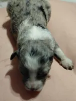 katie, a female Aussiedoodle for sale in Spring Hill, FL – 3 of 3