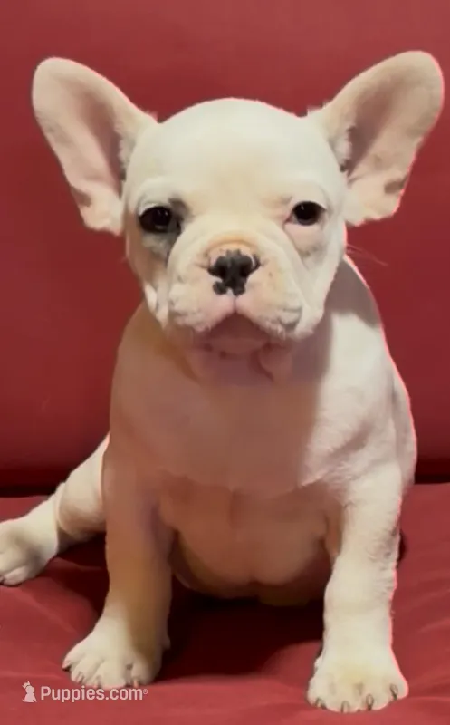 sammy – French Bulldog puppy for sale in Spring Hill, FL