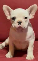 sammy, a male French Bulldog for sale in Spring Hill, FL – Photo 1 of 2