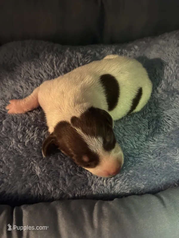frank – Miniature Dachshund puppy for sale in Spring Hill, FL
