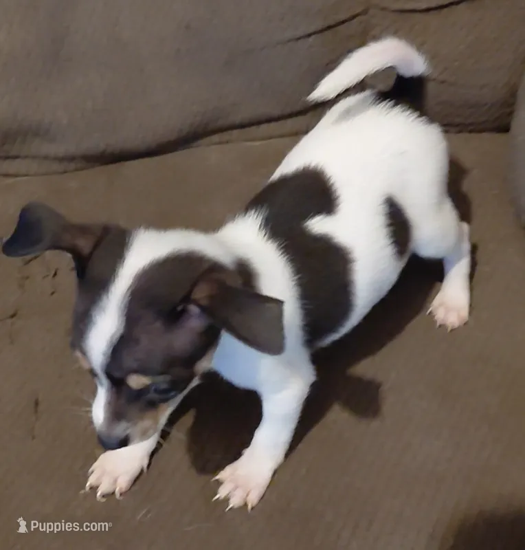 batman – Jack Russell Terrier, Chihuahua puppy for sale in Spring Hill, FL