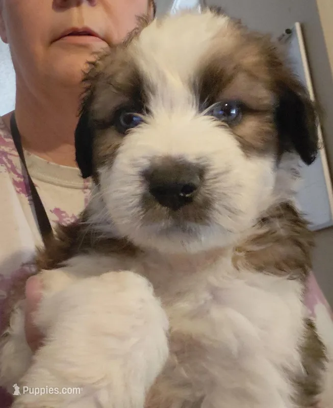 donnie – Aussiedoodle puppy for sale in Spring Hill, FL