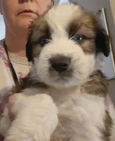 donnie, a male Aussiedoodle for sale in Spring Hill, FL – 1 of 3