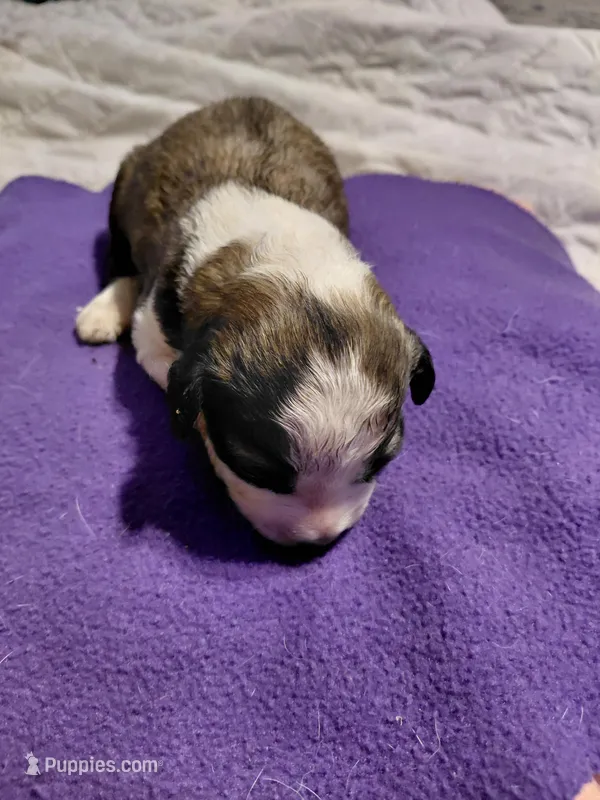 donnie – Aussiedoodle puppy for sale in Spring Hill, FL