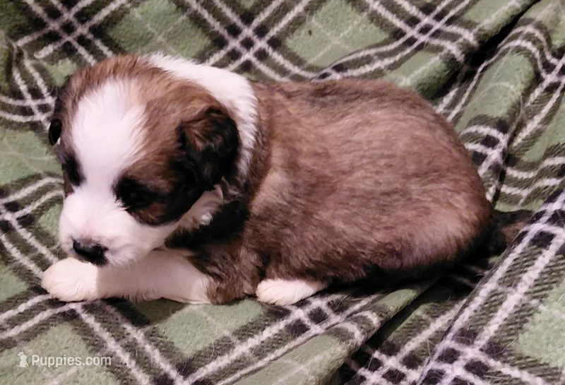 donnie – Aussiedoodle puppy for sale in Spring Hill, FL