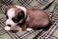 donnie, a male Aussiedoodle for sale in Spring Hill, FL – 2 of 3