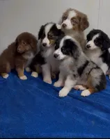 stacy, a female Australian Shepherd for sale in Spring Hill, FL – Photo 2 of 2