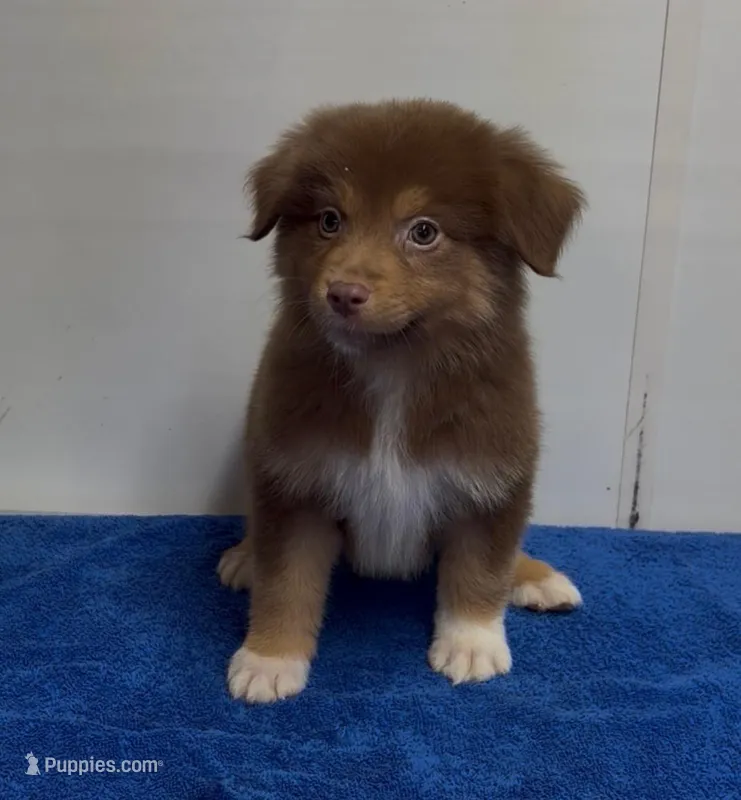 stacy – Australian Shepherd puppy for sale in Spring Hill, FL