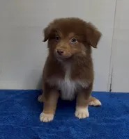 stacy, a female Australian Shepherd for sale in Spring Hill, FL – Photo 1 of 2