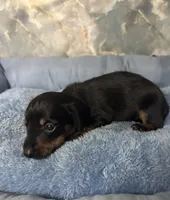 billy, a male Miniature Dachshund for sale in Spring Hill, FL – 1 of 2