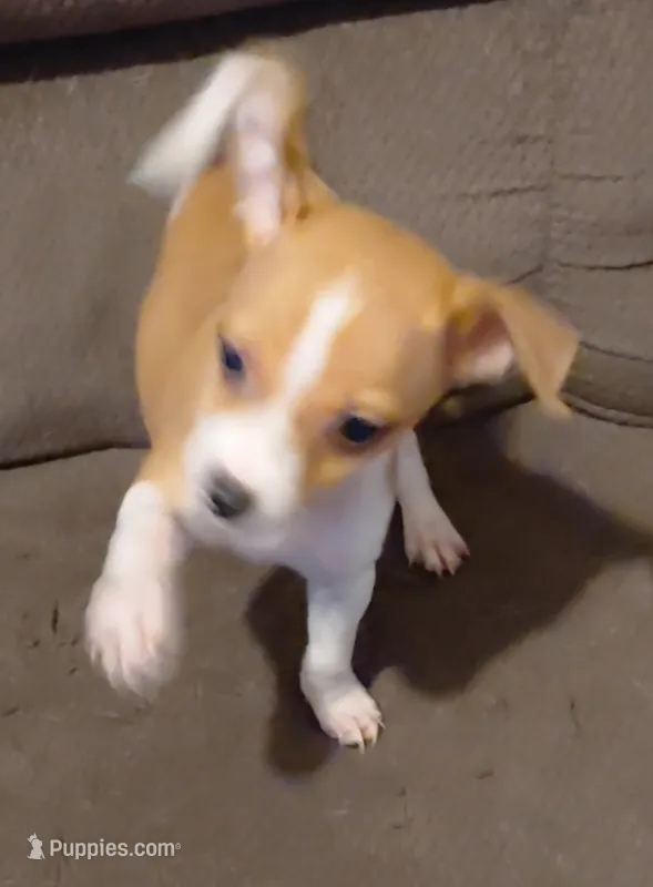 riddler – Jack Russell Terrier, Chihuahua puppy for sale in Spring Hill, FL