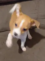 riddler, a male Jack Russell Terrier and Chihuahua for sale in Spring Hill, FL – 1 of 1