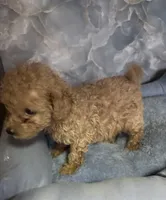 thorn, a male Poodle - Toy  for sale in Spring Hill, FL – 1 of 1