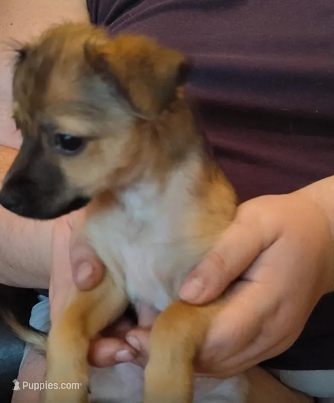 brownie – Chihuahua puppy for sale in Spring Hill, FL