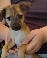 brownie, a male Chihuahua for sale in Spring Hill, FL – Photo 2 of 2