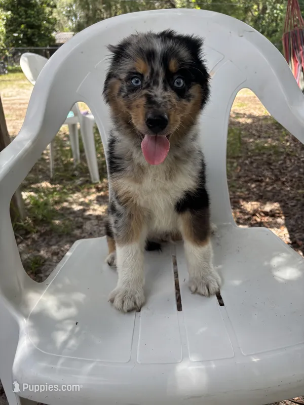 dave – Australian Shepherd, Poodle - Standard  puppy for sale in Spring Hill, FL