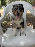 dave, a male Australian Shepherd and Poodle - Standard  for sale in Spring Hill, FL – 1 of 1
