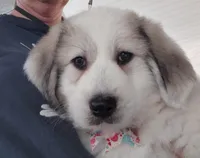 rosie, a female Great Pyrenees for sale in Spring Hill, FL – Photo 2 of 4