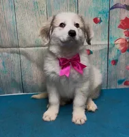 rosie, a female Great Pyrenees for sale in Spring Hill, FL – Photo 1 of 4