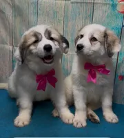 rosie, a female Great Pyrenees for sale in Spring Hill, FL – Photo 4 of 4