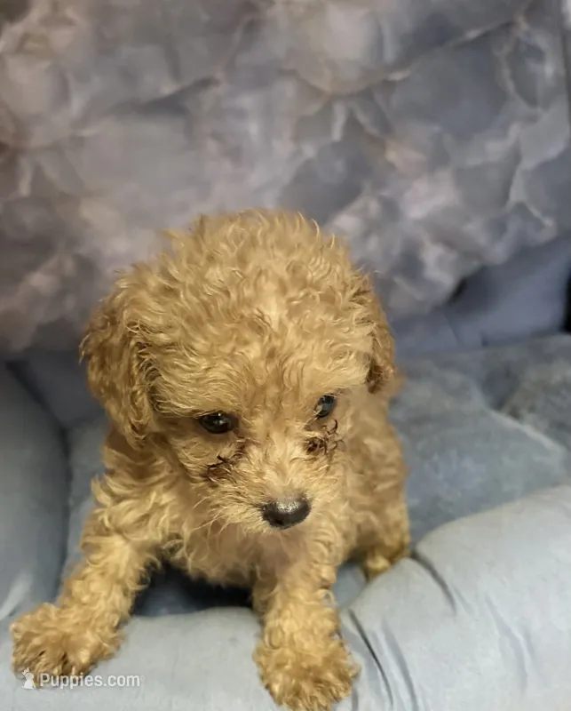 ridge  – Poodle - Toy  puppy for sale in Spring Hill, FL