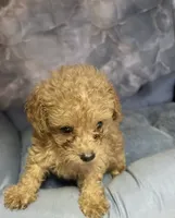 ridge , a male Poodle - Toy  for sale in Spring Hill, FL – 1 of 1