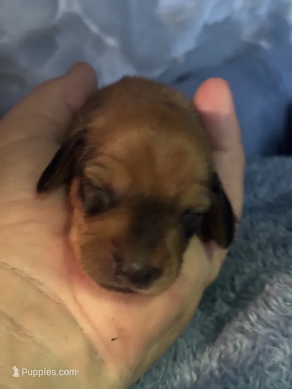 bill – Miniature Dachshund puppy for sale in Spring Hill, FL