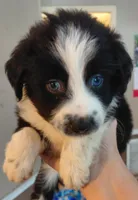 delilah, a female Aussiedoodle for sale in Spring Hill, FL – 1 of 3