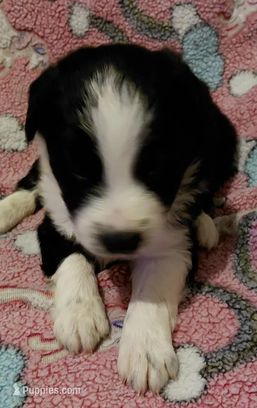 delilah – Aussiedoodle puppy for sale in Spring Hill, FL
