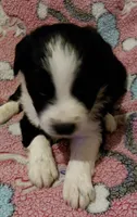 delilah, a female Aussiedoodle for sale in Spring Hill, FL – 2 of 3