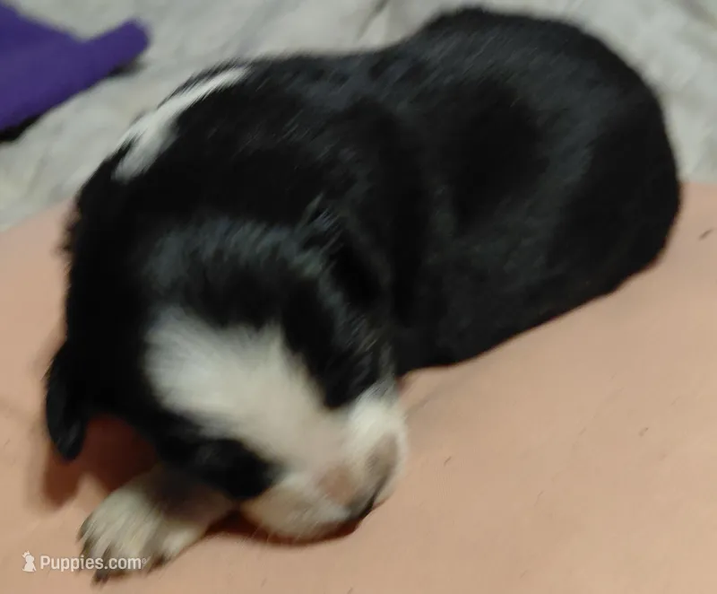delilah – Aussiedoodle puppy for sale in Spring Hill, FL