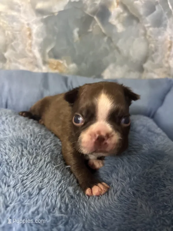 harold – Frenchton puppy for sale in Spring Hill, FL