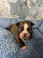 harold, a male Frenchton for sale in Spring Hill, FL – 1 of 2