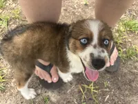 sandy, a female Australian Shepherd and Poodle - Standard  for sale in Spring Hill, FL – 1 of 1