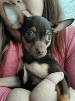 sallie, a female Chihuahua for sale in Spring Hill, FL – 2 of 3