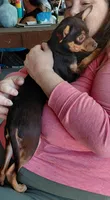 sallie, a female Chihuahua for sale in Spring Hill, FL – 3 of 3