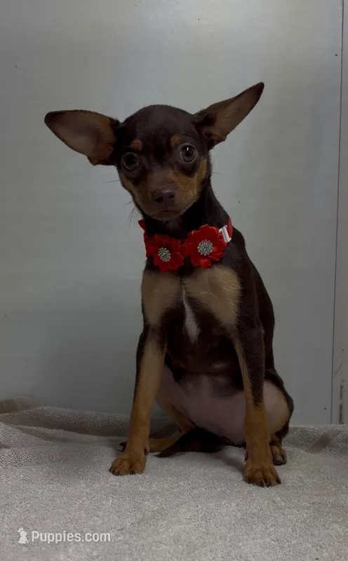 sallie, a female Chihuahua for sale in Spring Hill, FL – 1 of 3