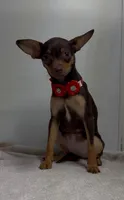 sallie, a female Chihuahua for sale in Spring Hill, FL – 1 of 3