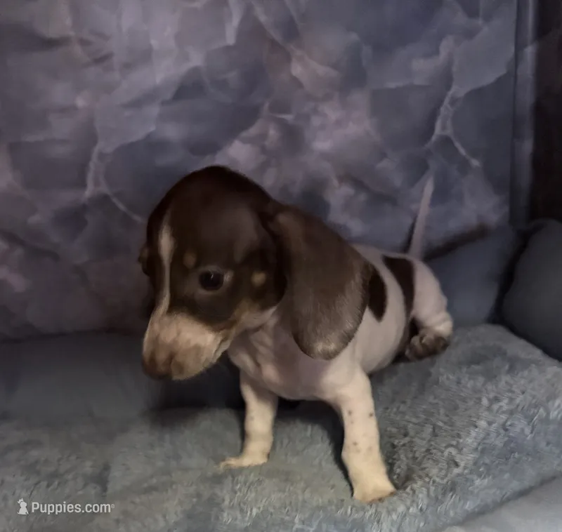 dylan – Miniature Dachshund puppy for sale in Spring Hill, FL