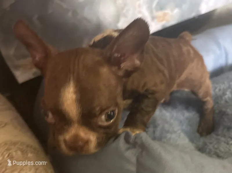 harold – Frenchton puppy for sale in Spring Hill, FL