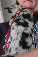 sandy, a female Chiweenie for sale in Spring Hill, FL – Photo 4 of 4