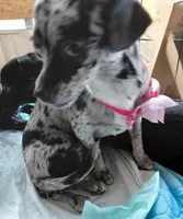 sandy, a female Chiweenie for sale in Spring Hill, FL – Photo 2 of 4