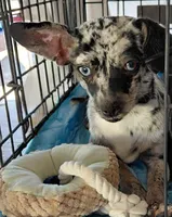 sandy, a female Chiweenie for sale in Spring Hill, FL – Photo 1 of 4